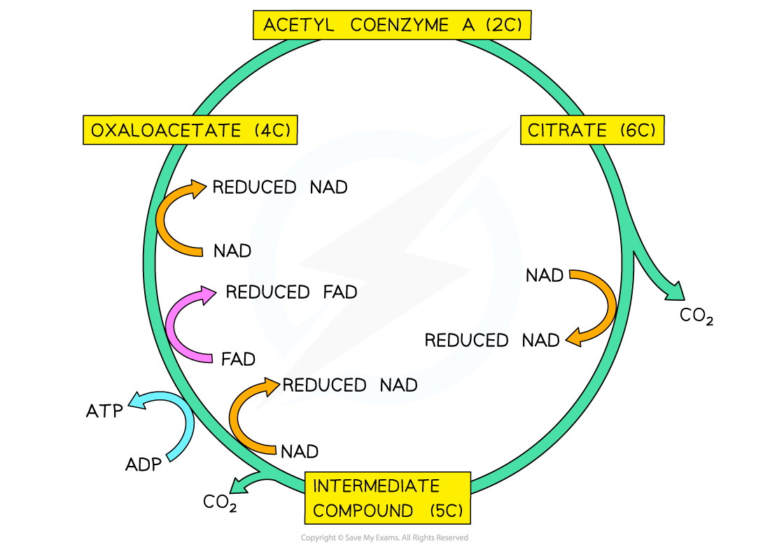<p>1. Aceyl CoA reacts with a 4 carbon compound to form a 6 carbon compound and coenzyme A</p><p>2. The 6 carbon compound forms a 5 carbon compound</p><p>3. The 5 carbon compound reforms the 4 carbon compound</p>