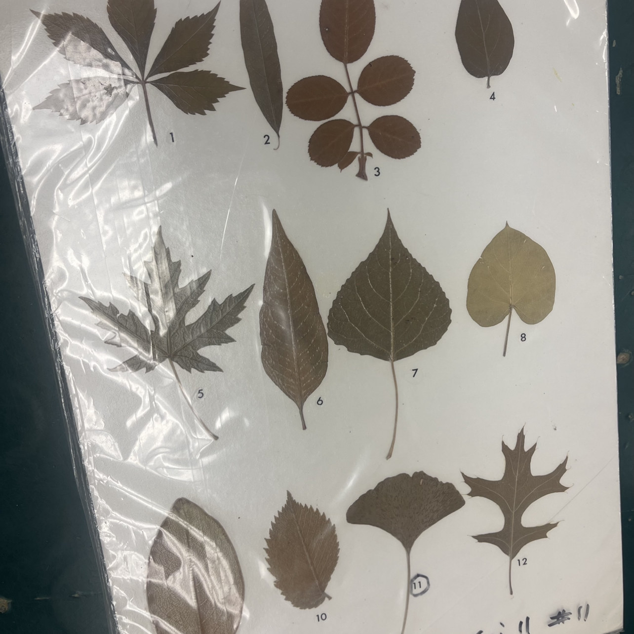 <p>Examine the leaves on display and note, they’re various forms for each leaf determine whether is simple or compound if it is compound, whether is palmately or pinnately compound.</p>