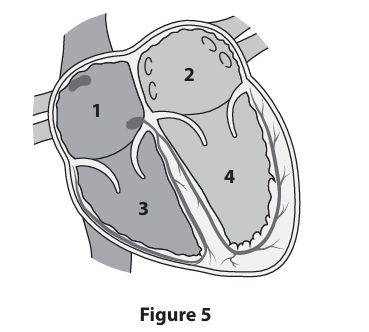 <p>Cigarette smoke contains many harmful chemicals, such as nicotine. When a smoker inhales cigarette smoke into their lungs, these chemicals may be absorbed into the blood.&nbsp;</p><p>Identify the heart chamber in Figure&nbsp;5 that would first receive nicotine from the&nbsp;lungs. (1)</p><p>A- 1</p><p>B- 2</p><p>C- 3</p><p>D-&nbsp; 4</p>