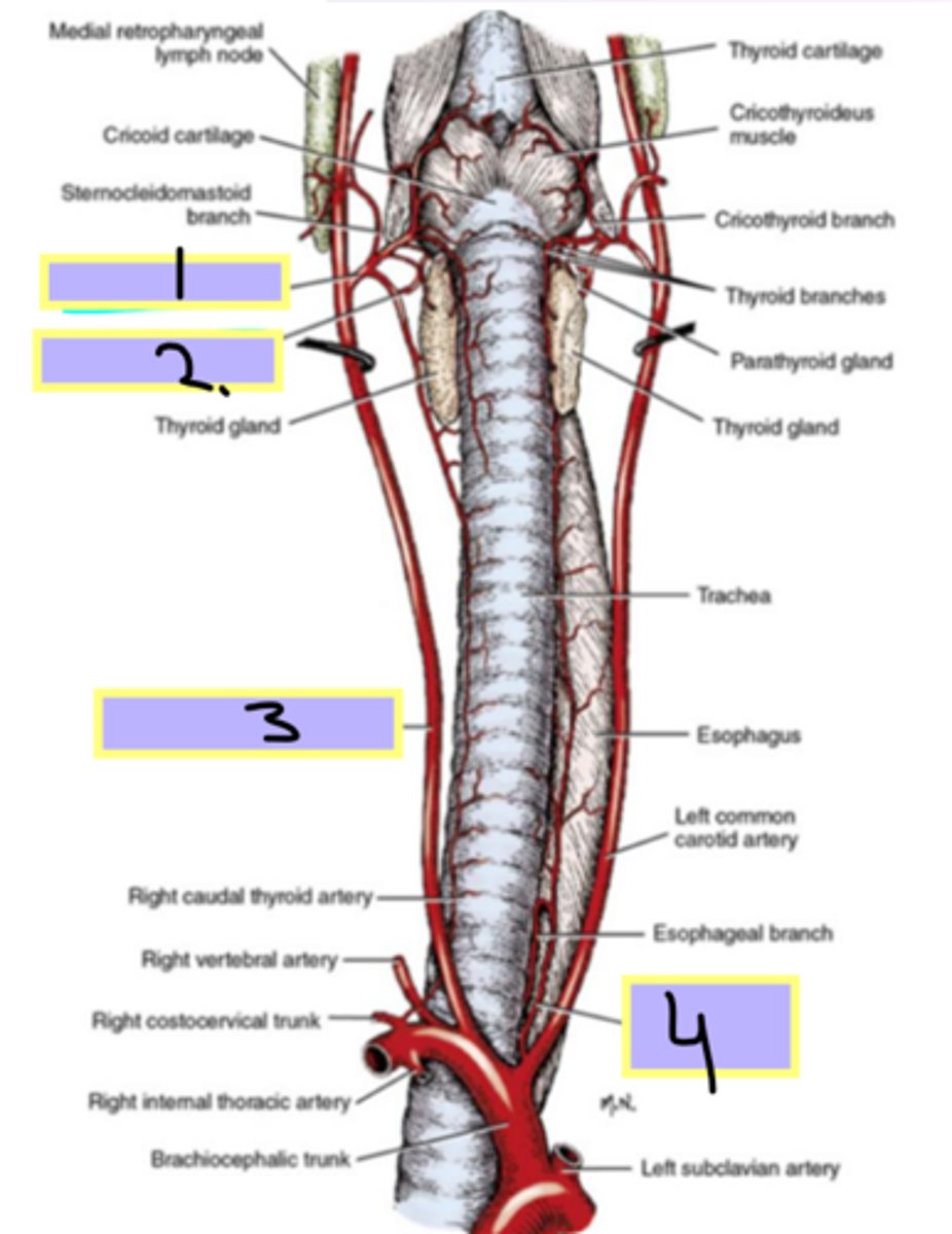 <p>Blood supply of the esophagus:</p><p>- 1 and 4</p><p>- cervical esophagus (neck region)</p>