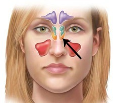 <p>sinus above and behind the nose</p>