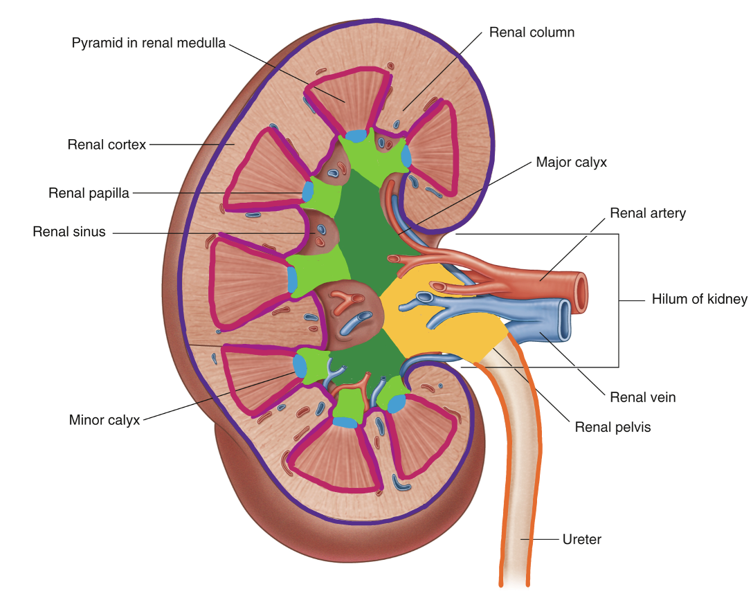 <p>renal cortex - outer layer</p><p>columns</p><p>renal medulla - inner layer</p><p>pyramids</p><p>papilla - where urine exits</p><p>minor calyx - one for every pyramid</p><p>major calyx - multiple minor calices form the major calices</p><p>renal pelvis</p><p>ureter</p>