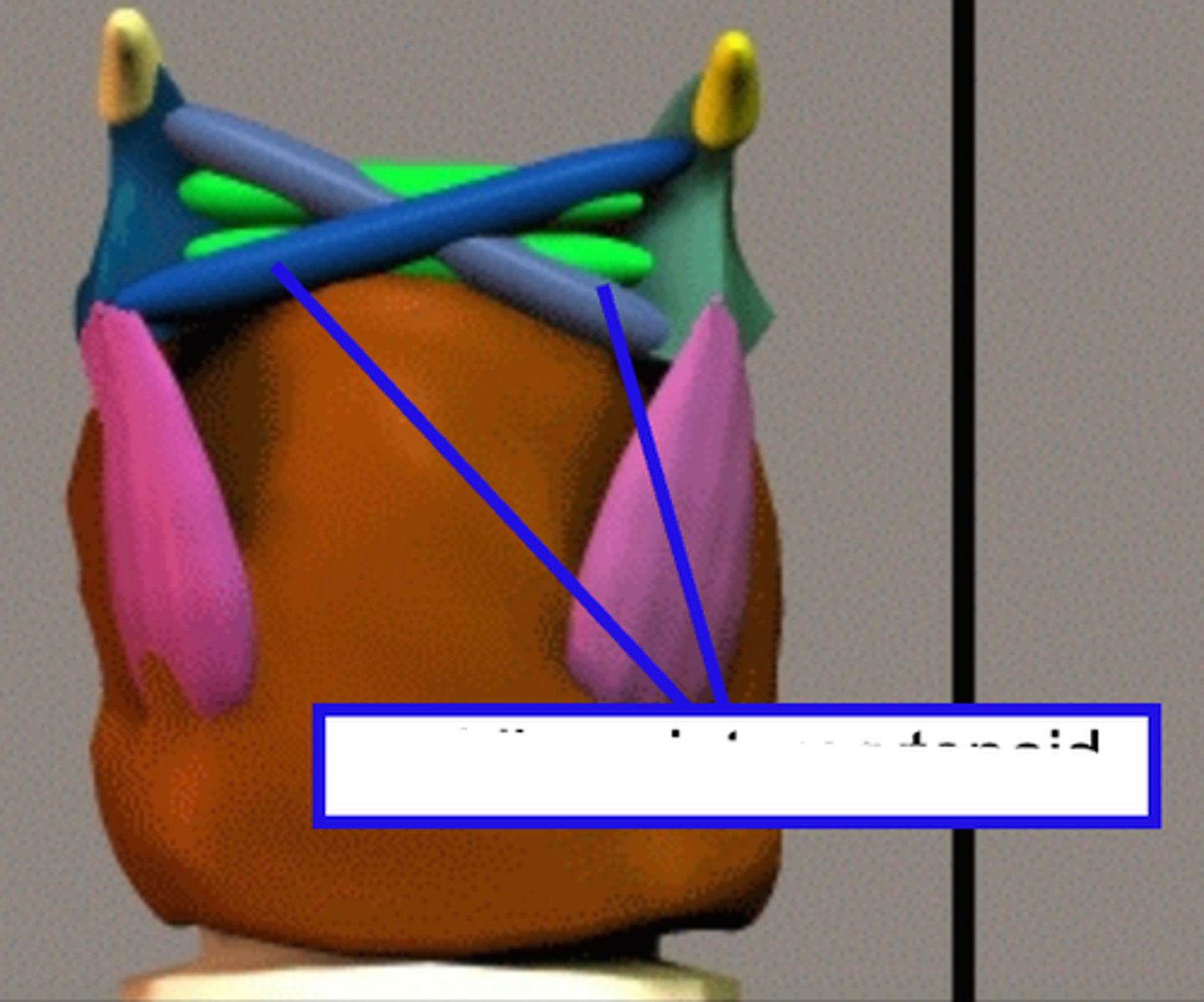 <p>runs from the posterior process of one arytenoid to the apex of the other.</p>