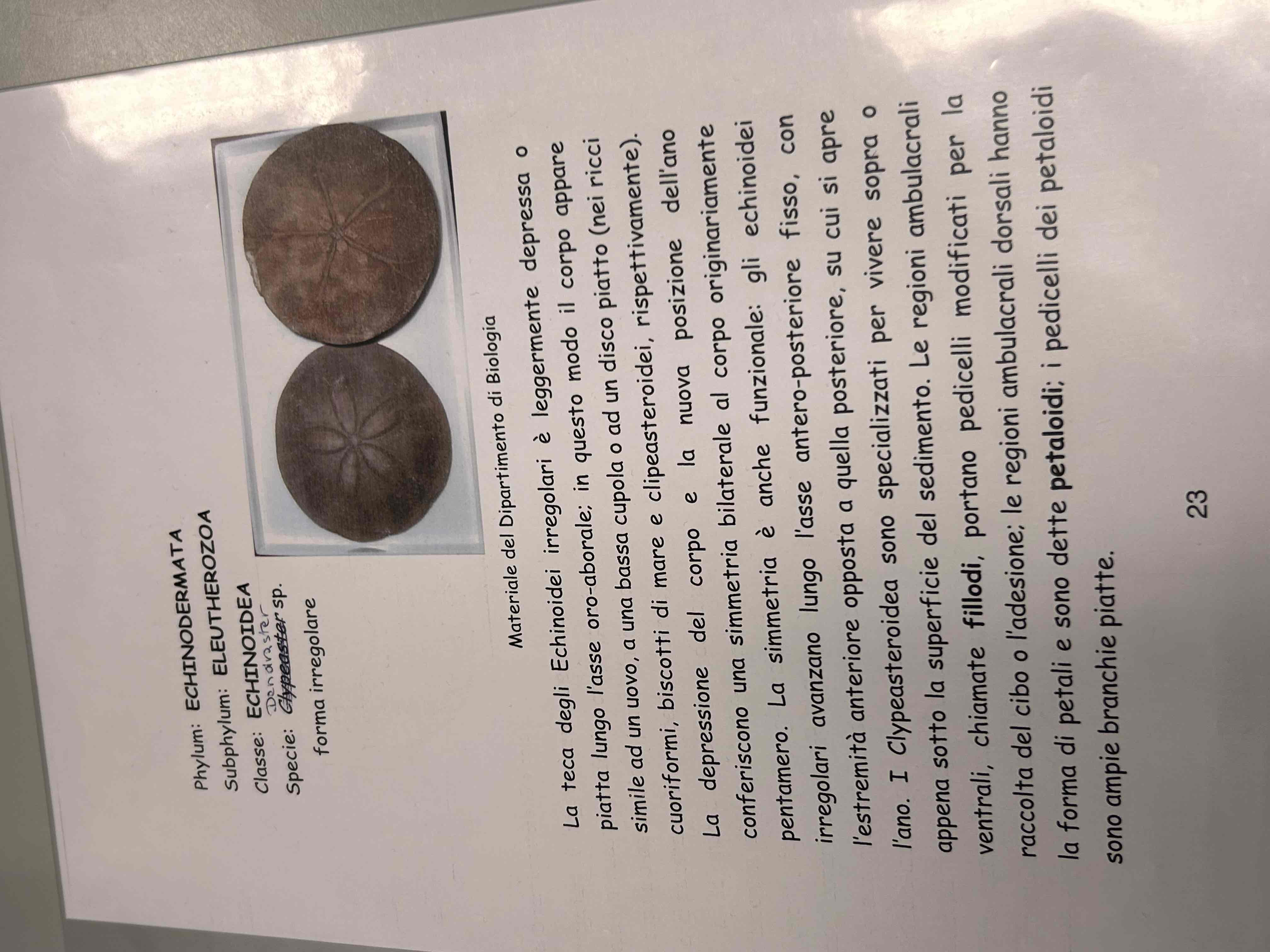 <p>Echinodermata</p><p>Echinoidea</p><p>Dendraster sp</p>