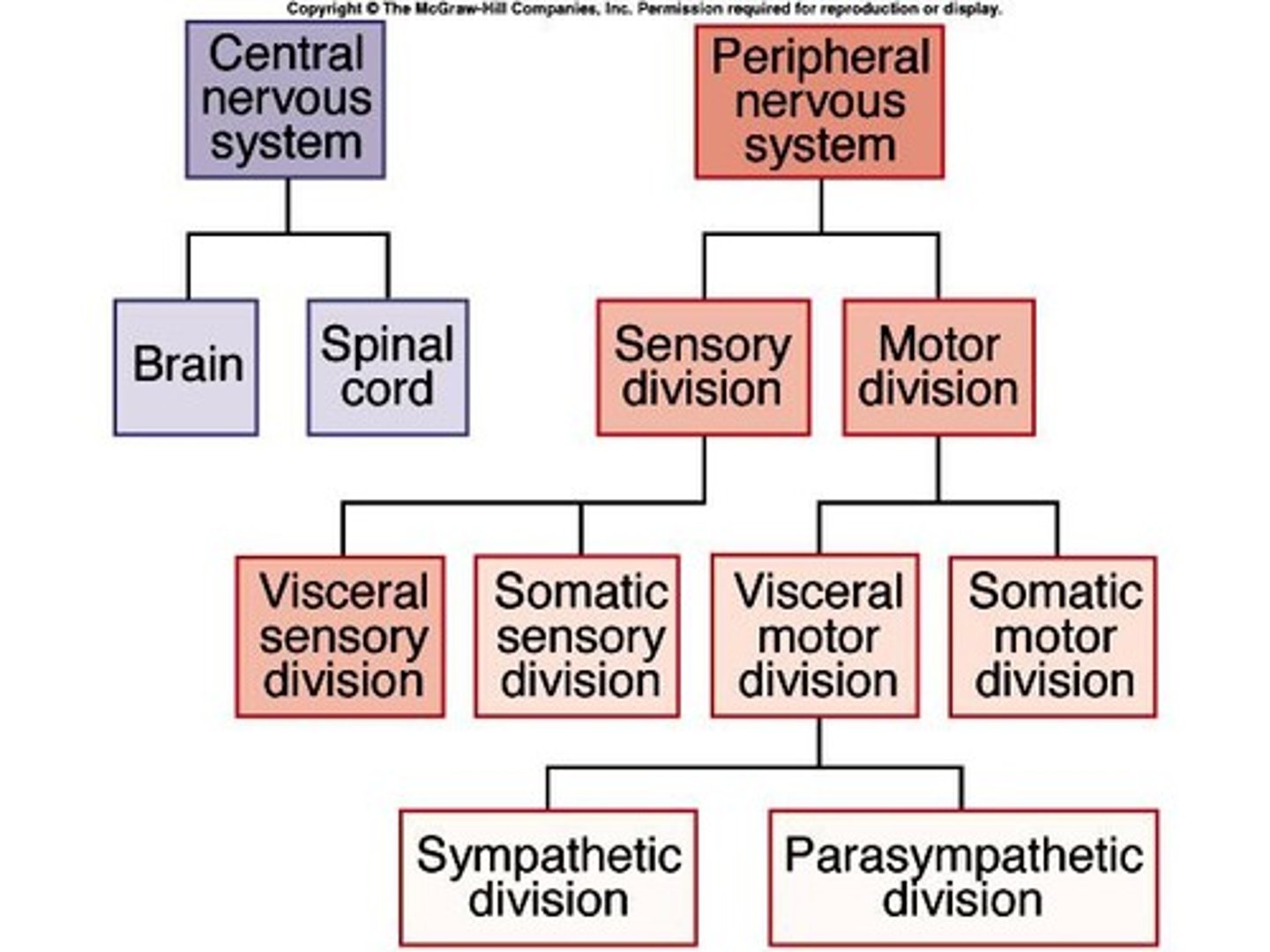 <p>Central nervous system (CNS) and peripheral nervous system (PNS).</p>