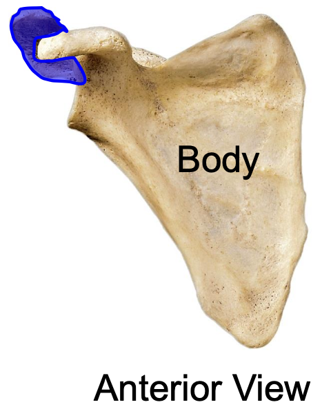 <p>acromion (acromial process) of scapula anterior view</p>