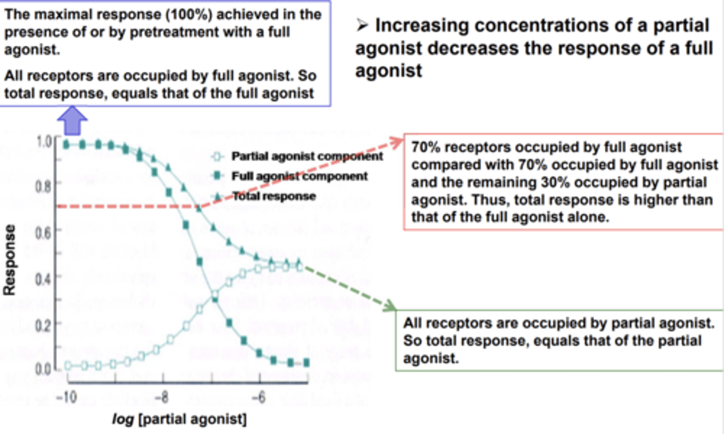 <p>decreases the response of full agonist</p>