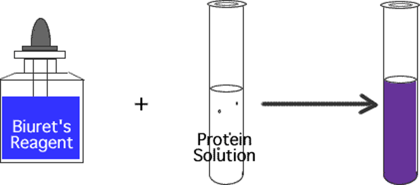 <p>the indicator solution for protein; light blue in color if negative and changes to violet or purple if positive</p>