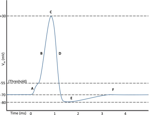 <p><strong>Annotate an oscilloscope trace to show the resting potential, action potential (depolarization and repolarization), threshold potential and refractory period. </strong></p><p></p><p><em>C2.2.10: Oscilloscope traces showing resting potentials and action potentials.</em></p>