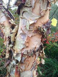 <p>river birch, Betula nigra, Betulaceae</p>