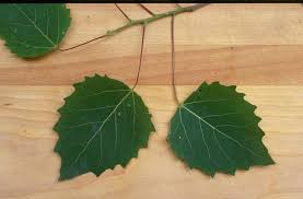 <p><em>Populus grandidentata</em></p>