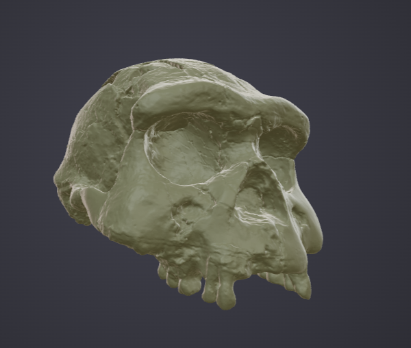 <p><em>Homo erectus (~1.8mya)</em></p>