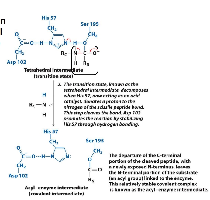 <ol><li><p>The tetrahedral intermediate is unstable.</p></li><li><p><strong>His 57 now gives a proton (acts acidic)</strong> to the nitrogen of the peptide bond.</p></li><li><p>This helps <strong>break the peptide bond</strong>, separating the substrate.</p></li><li><p>The <strong>C-terminal fragment (RC)</strong> leaves.</p></li><li><p>What remains is still attached to Ser — this is called the <strong>acyl-enzyme intermediate.</strong></p></li></ol><p><span data-name="check_mark_button" data-type="emoji">✅</span> <strong>Goal:</strong> Break the original peptide bond and release the first product (C-terminal piece).</p>