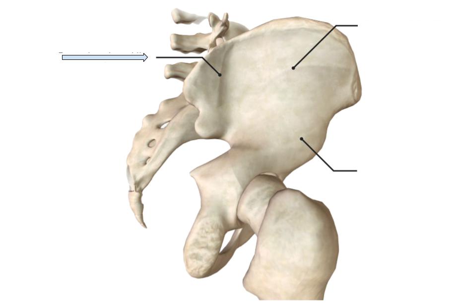 <p>Line on the gluteal fossa that is the most posterior to the other lines</p><p></p>