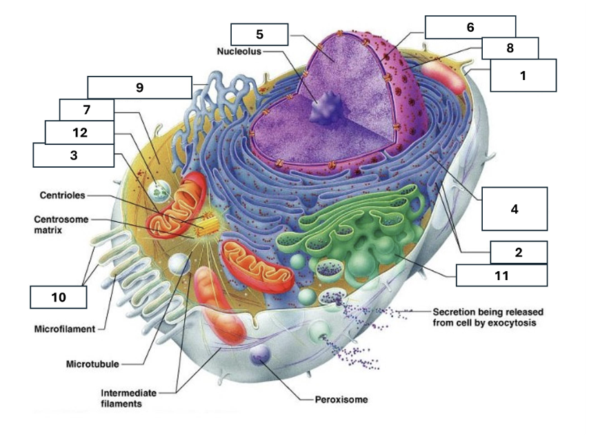 <p>Ribosomes</p>