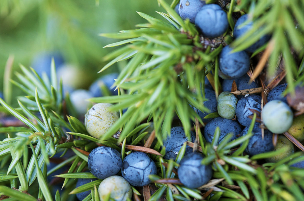 <p>identify by cones</p>