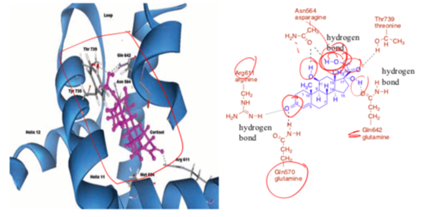 <p>Note at least 3 hydrogen bonds are created</p>