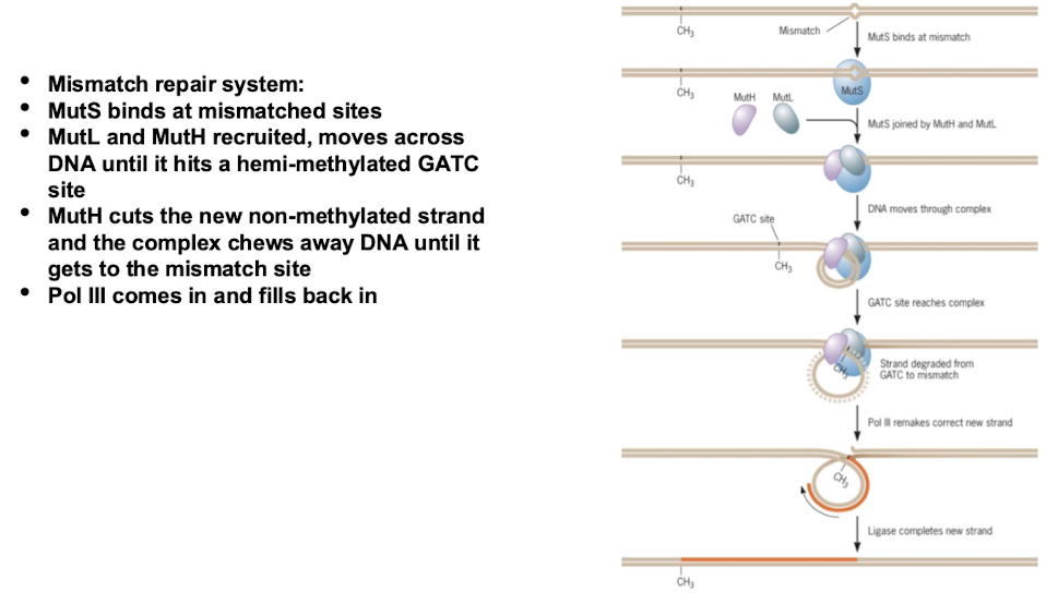 <ul><li><p>MutS protein detects mismatched bases</p></li><li><p>DNA polymerase fixes mistake</p></li><li><p>Methylation marks the old (correct) strand as a reference</p></li></ul><p></p>