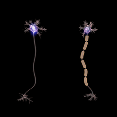 A nerve impulse is a wave of electrical depolarization that reverses the voltage across the neuron membrane. Individually, neurons send the impulse from the dendrites to the axon terminal. Within the body, neurons are organized in long chains, allowing them to pass the impulse very quickly from one to the other. One neuron’s axon will connect to another neuron’s dendrite at the synapse between them. 