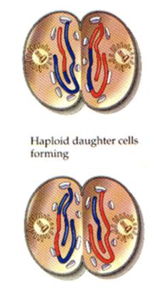 <ul><li><p>start to undo the cellular changes that took place during prophase II:</p><ul><li><p>nuclear membrane re-forms</p></li><li><p>the chromatids unwind and form chromatin</p></li></ul></li><li><p>split starts to form down the center of the cell along the metaphase plate </p></li><li><p>daughter cells formed are both : haploid & genetically unique from each other </p></li></ul><p></p>