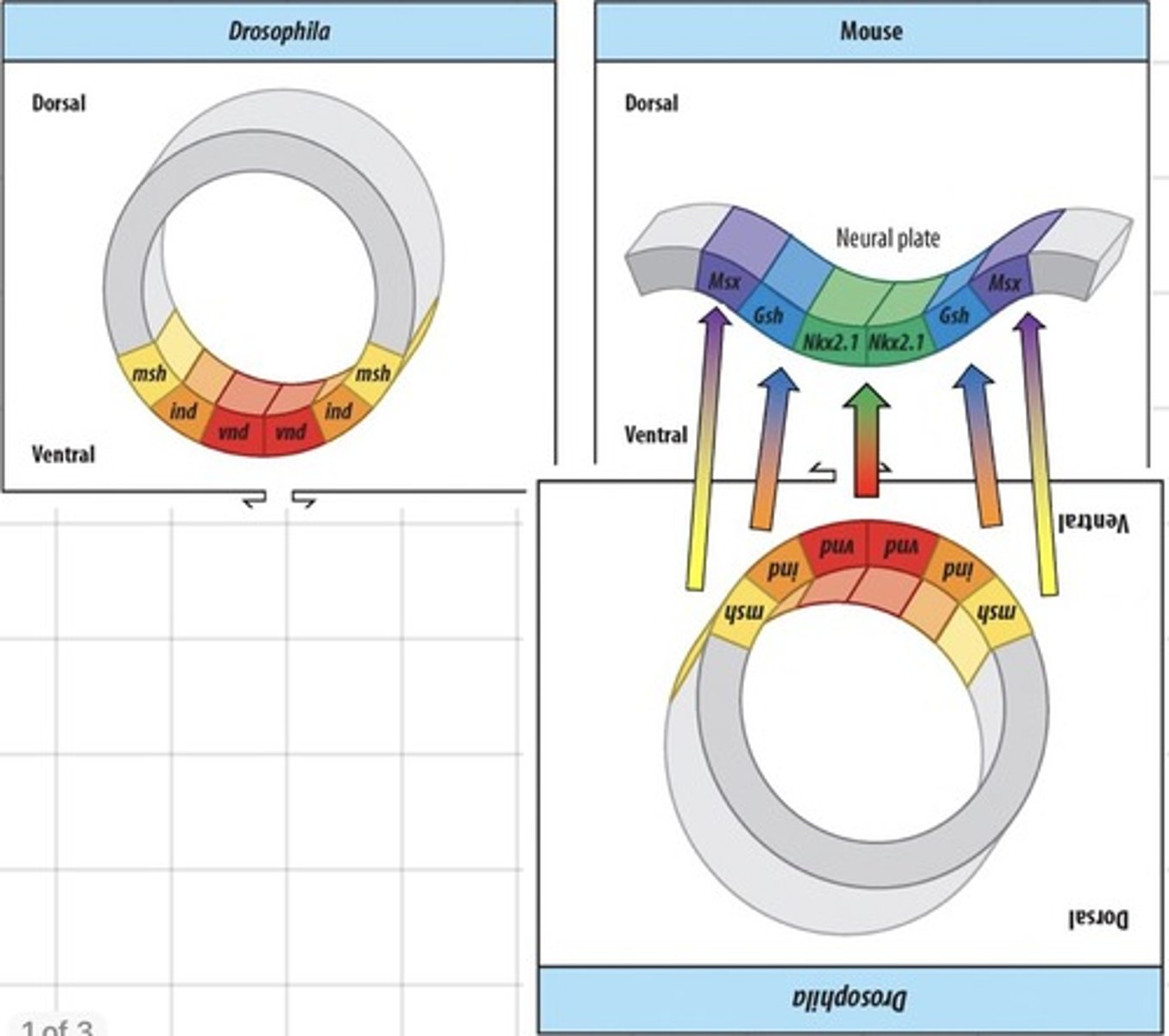 <p>Different domains in the neural region can be defined by expression of genes in a precise bilateral pattern and at the middle and ind and msh more laterally</p>