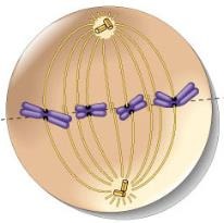 <p>Metaphase</p>