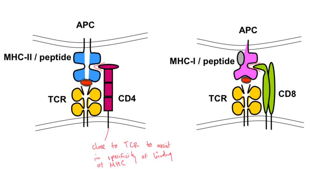 <p>Molecules on T cells that assist with the docking of the TCR onto MHC-II or MHC-I, respectively.</p>