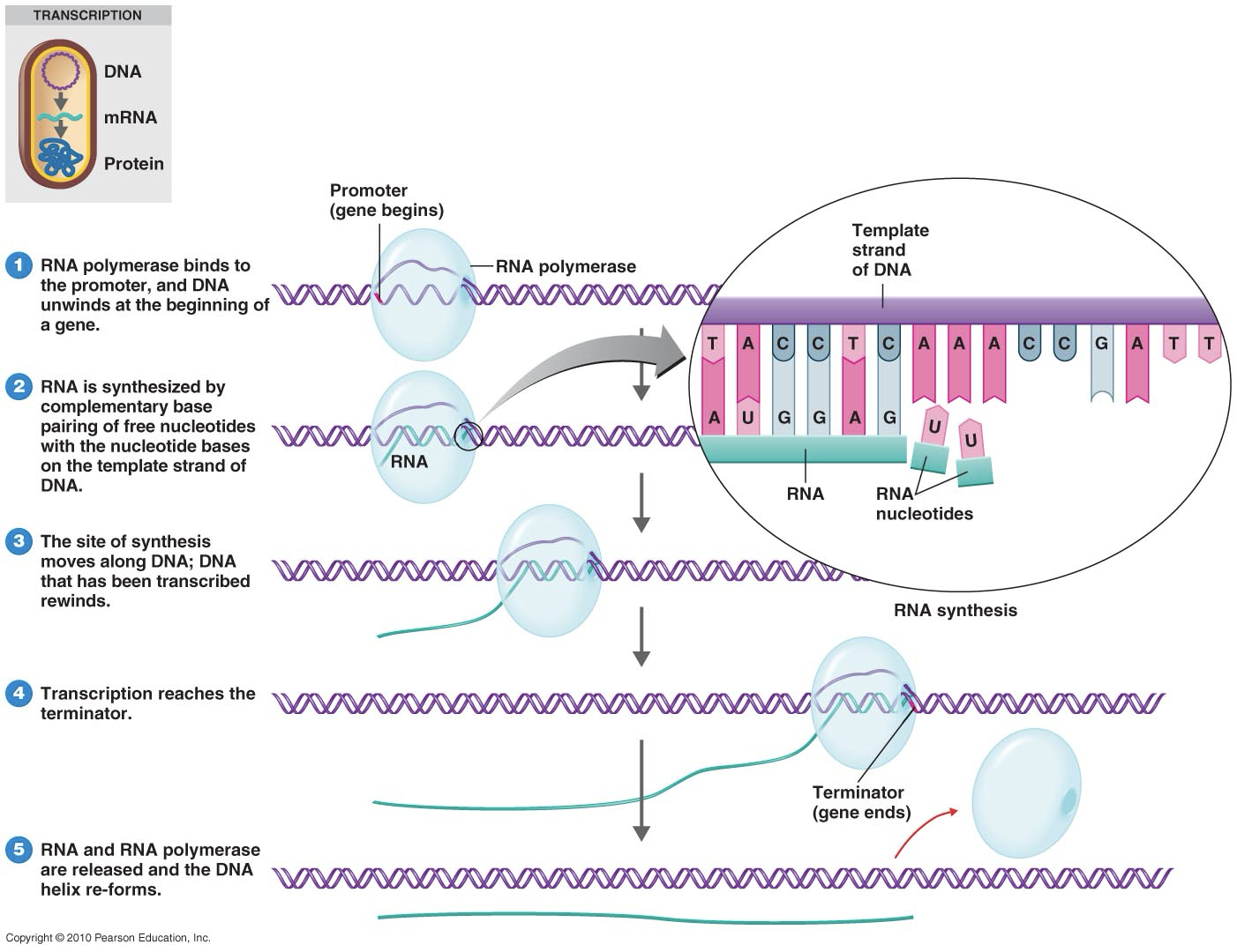 <p>when DNA unwinds and RNA polymerase binds to a promoter near the start of a gene</p><ul><li><p>mRNA is synthesized in the 5’ > 3’ direction using DNA as a template</p></li></ul><p></p>