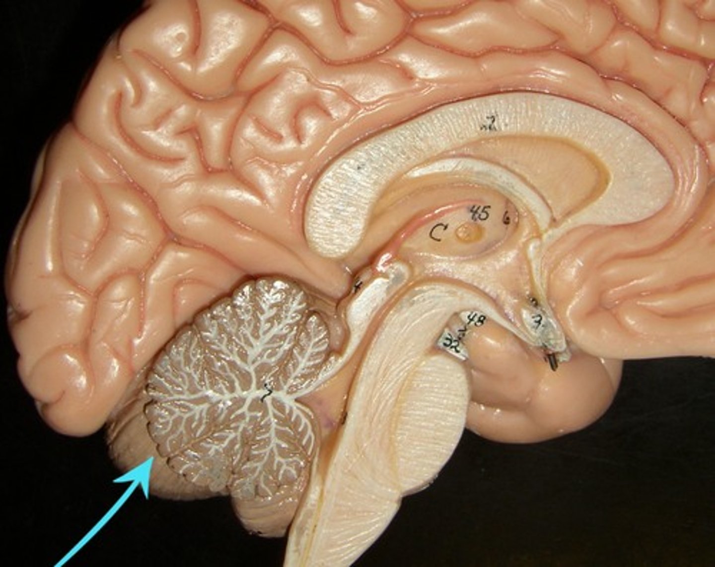 <p>the "little brain" at the rear of the brainstem; functions include processing sensory input and coordinating movement output and balance</p>