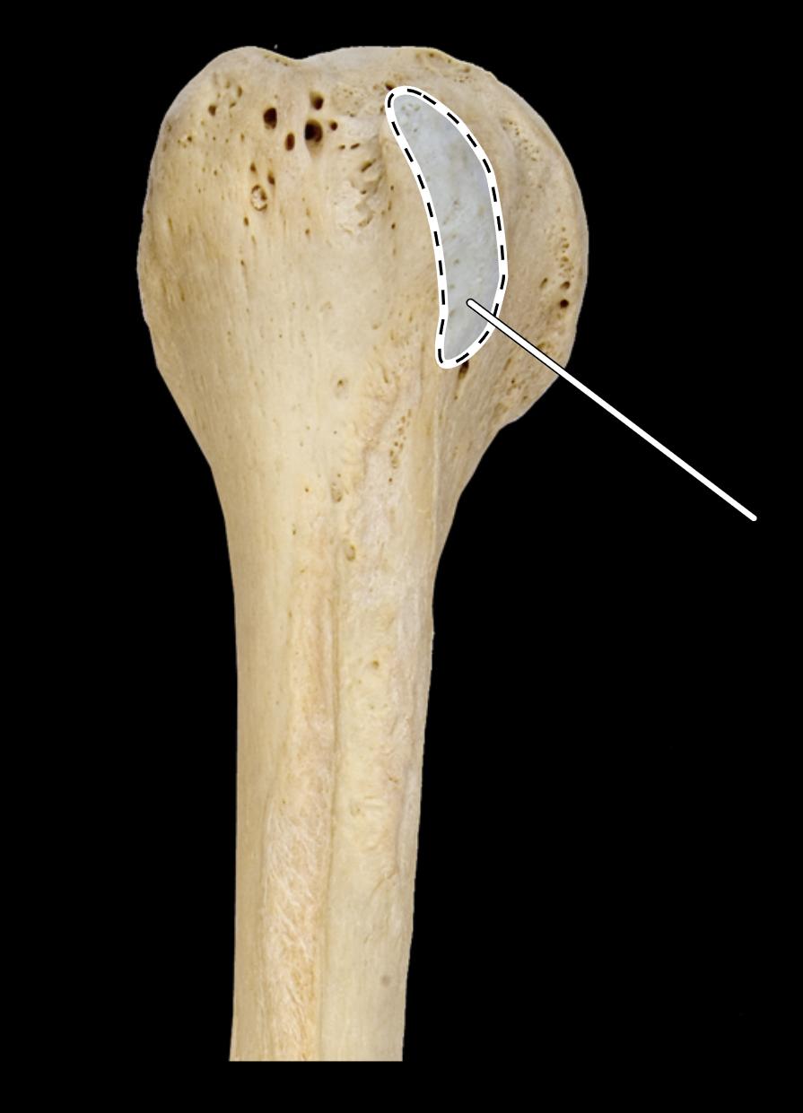 <p>Name the highlighted portion.</p><p>(Anterior view, right side).</p>