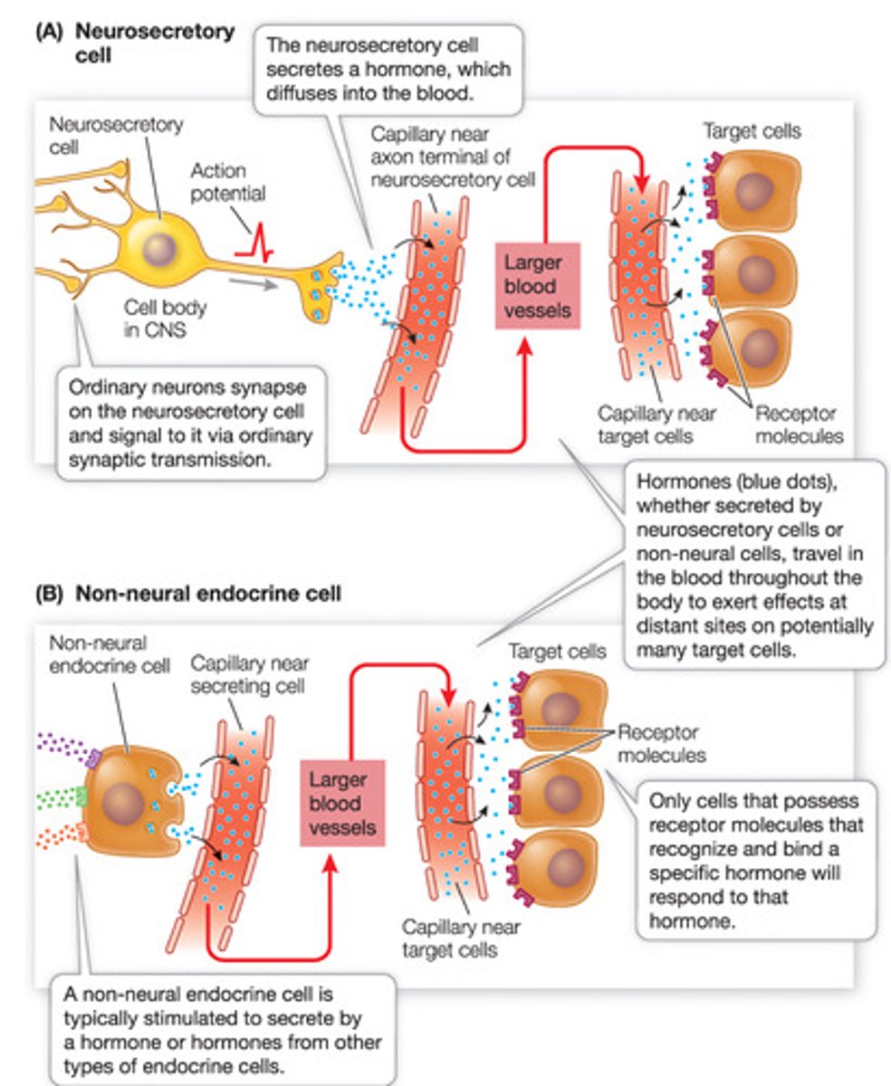 <p>not excitable; typically stimulated to secrete hormone by other hormones</p>