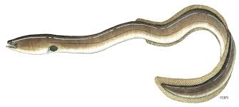 <p>Which animal uses cutaneous diffusion with a circulatory system for gas exchange?</p>