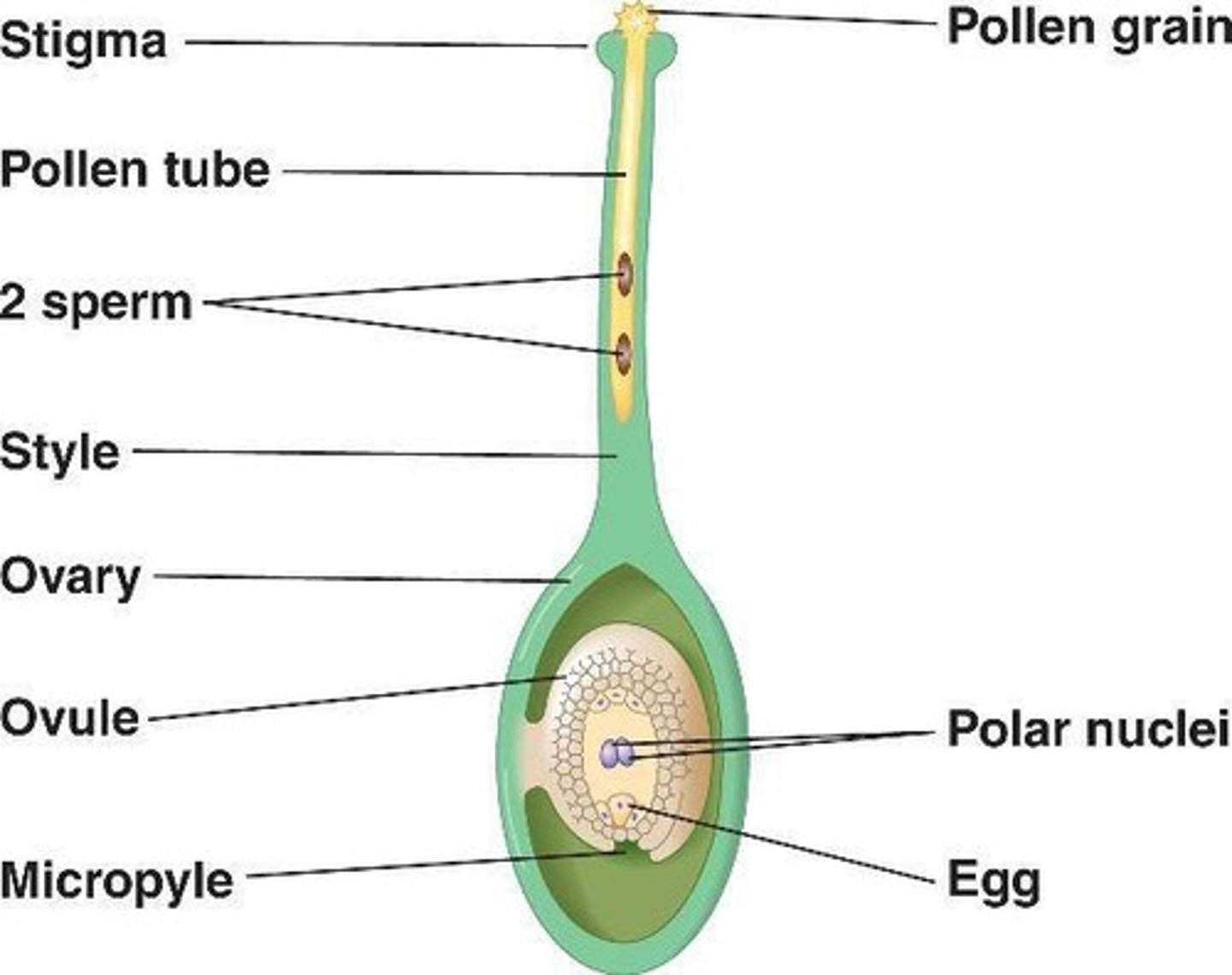 <p>Pollination is the transfer of pollen from the stamen to the stigma for sexual reproduction.</p>