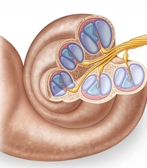 <p>The cochlea is a coiled structure, with each coil consisting of what 3 channels (upper → lower)?</p>