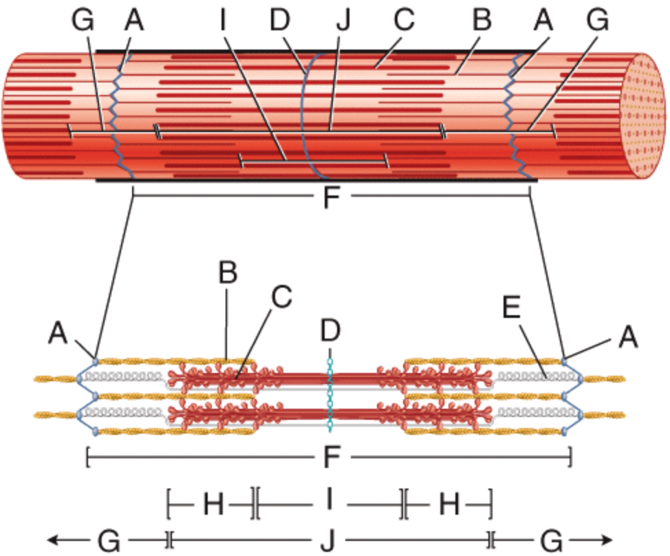 <p><span>In the diagram, which structure(s) moves towards the center of the sarcomere (closer together) when the fiber contracts</span></p>