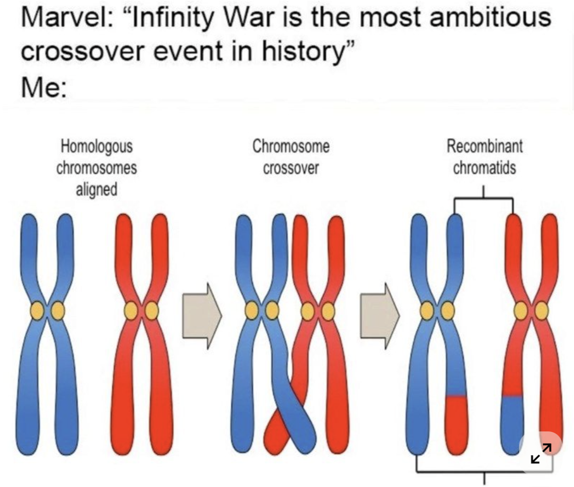 <p>describe prophase 1</p>