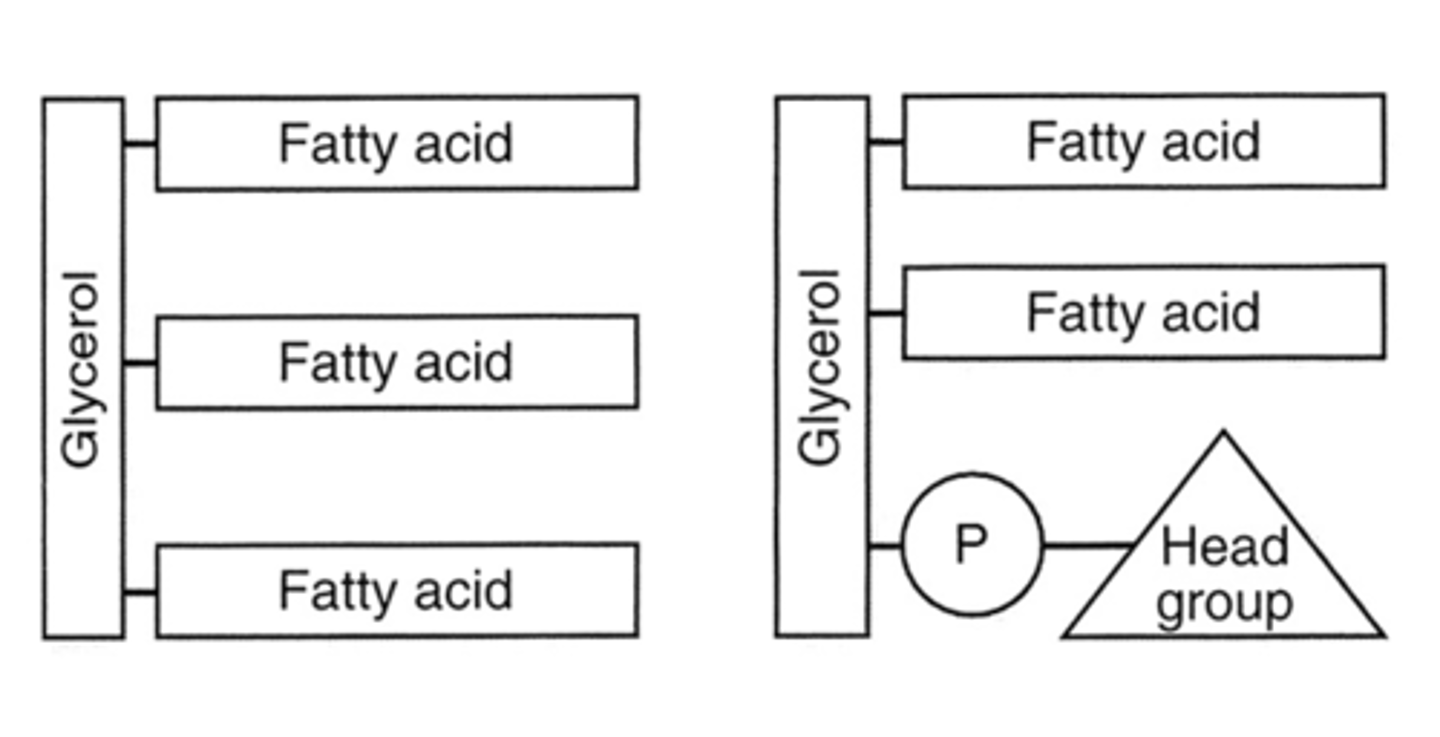 <p>-Glycerol back bond</p><p>- fatty acid</p><p>- fatty acid</p><p>- Po4 - alcohol</p>