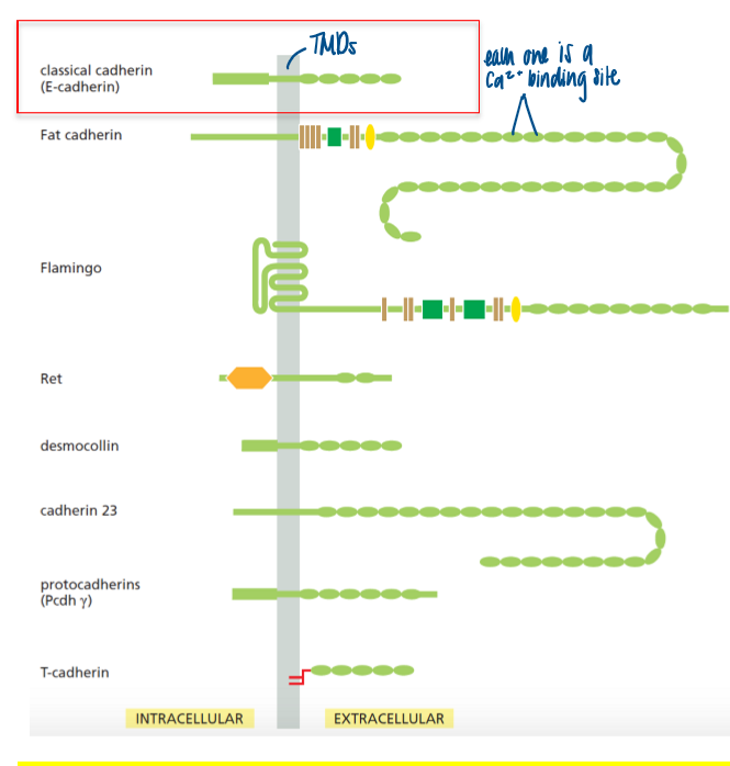 <p>cadherin undergoes a Ca2+ induced conformational change </p><ul><li><p>each cadherin (located extracellularly) has a Ca2+ binding site </p></li></ul><p></p>
