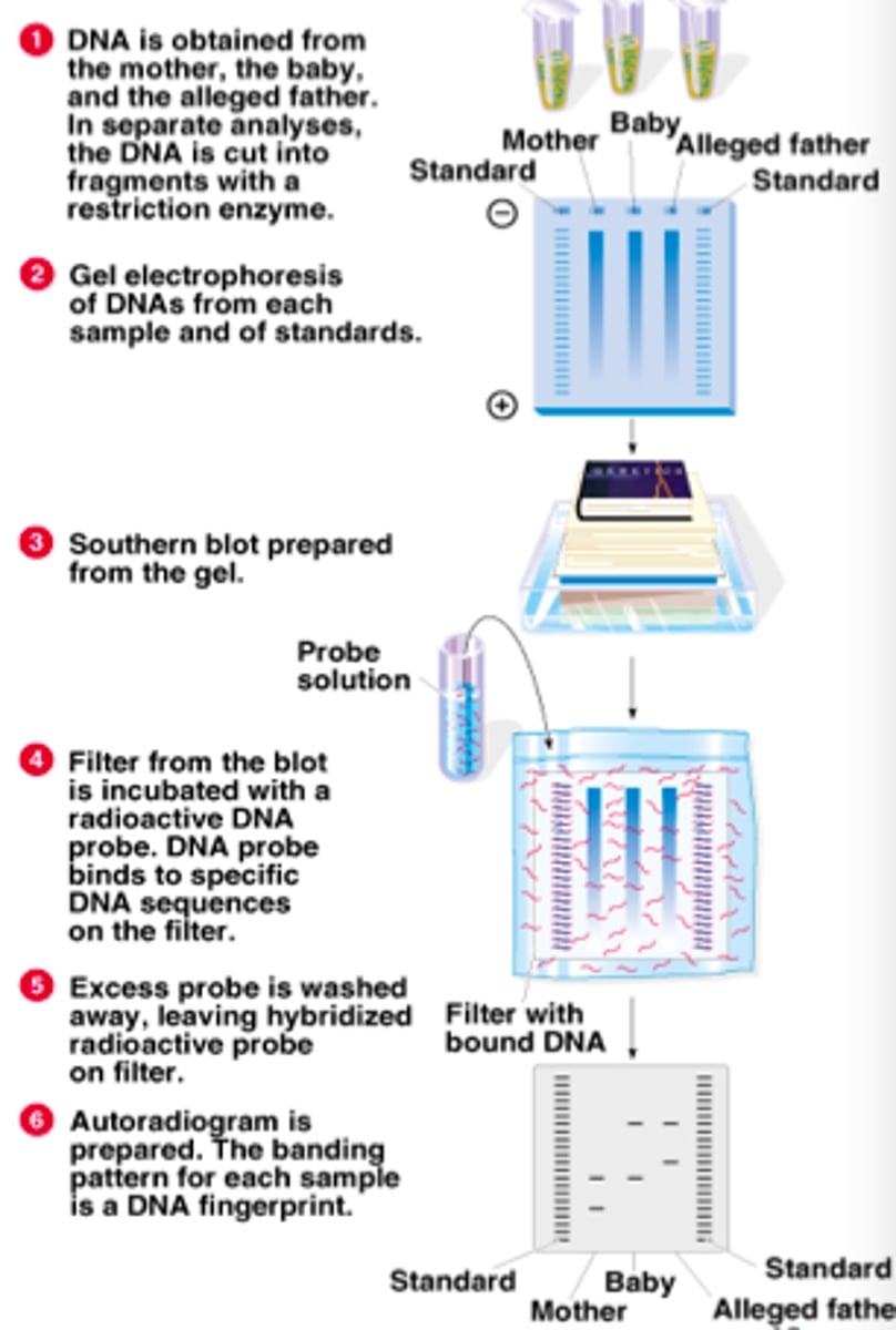 <p>Requires relatively very large amount of DNA</p><p>Requirement of radioactive probe makes the analysis expensive and hazardous</p><p>Time consuming, laborious, and expensive</p>