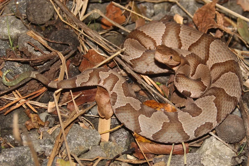 <p><span>copperhead</span></p>