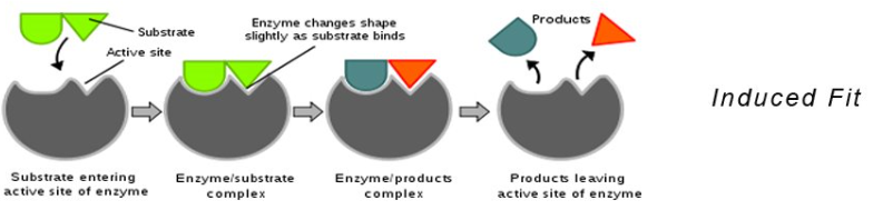 <p>when the enzyme changes/adjust its shape to fit the substrate</p>