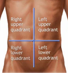 <p>A division of the abdominopelvic cavity into four regions: Right Upper, Left Upper, Right Lower, and Left Lower, used for clinical description.</p>