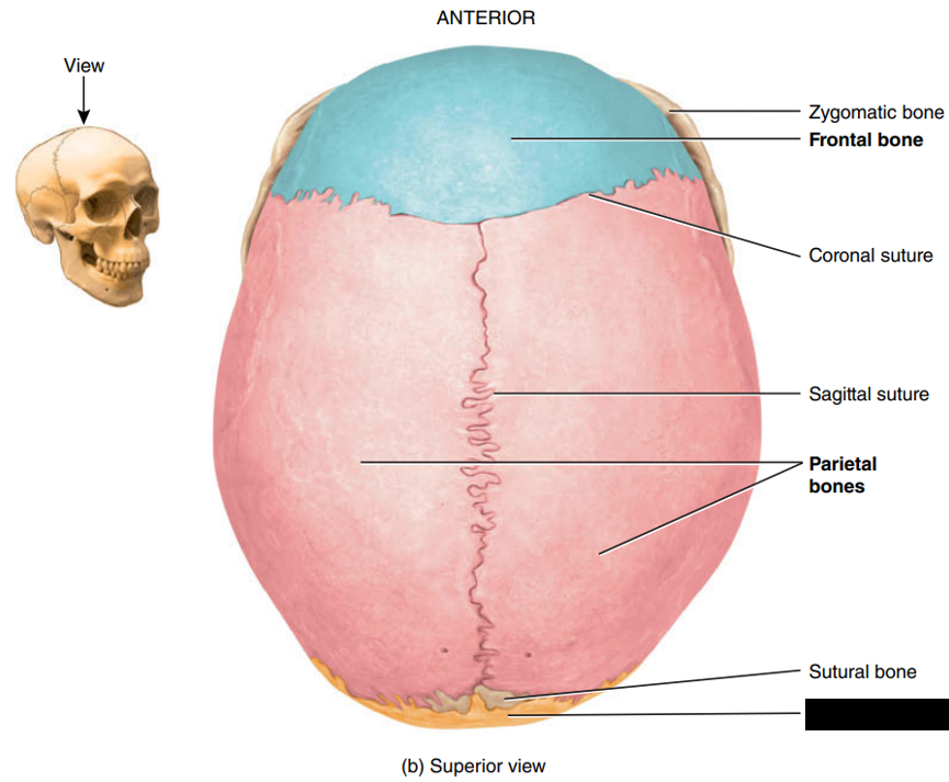 <p>State and identify what part of the cranial bone is being pointed out and censored. (hint: bones)</p>