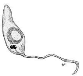 <p>-       Phylum Mastigophora</p><p>-       Use one or more flagella for movement</p><p>-      free-living or parasitic</p><ul><li><p><em>Trypanosoma:</em> requires two hosts, uses insect as host (not affected), infects mammal causing Chagas disease and sleeping sickness</p></li></ul>