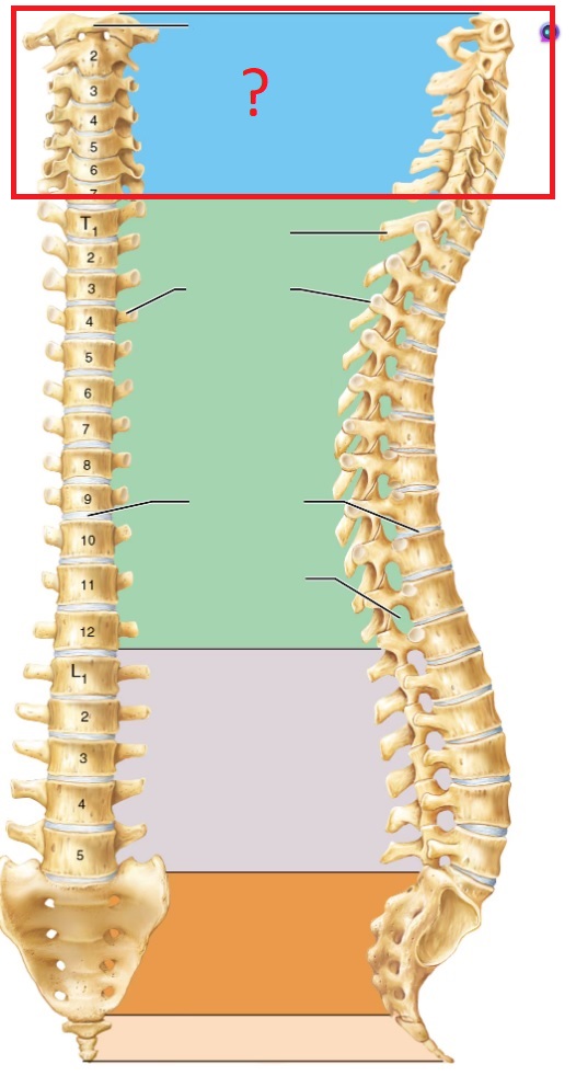 <p>concave, 7</p>