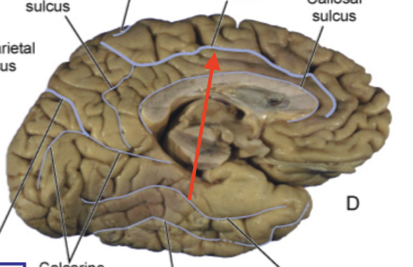 <p>demarcates cingulate gyrus</p>
