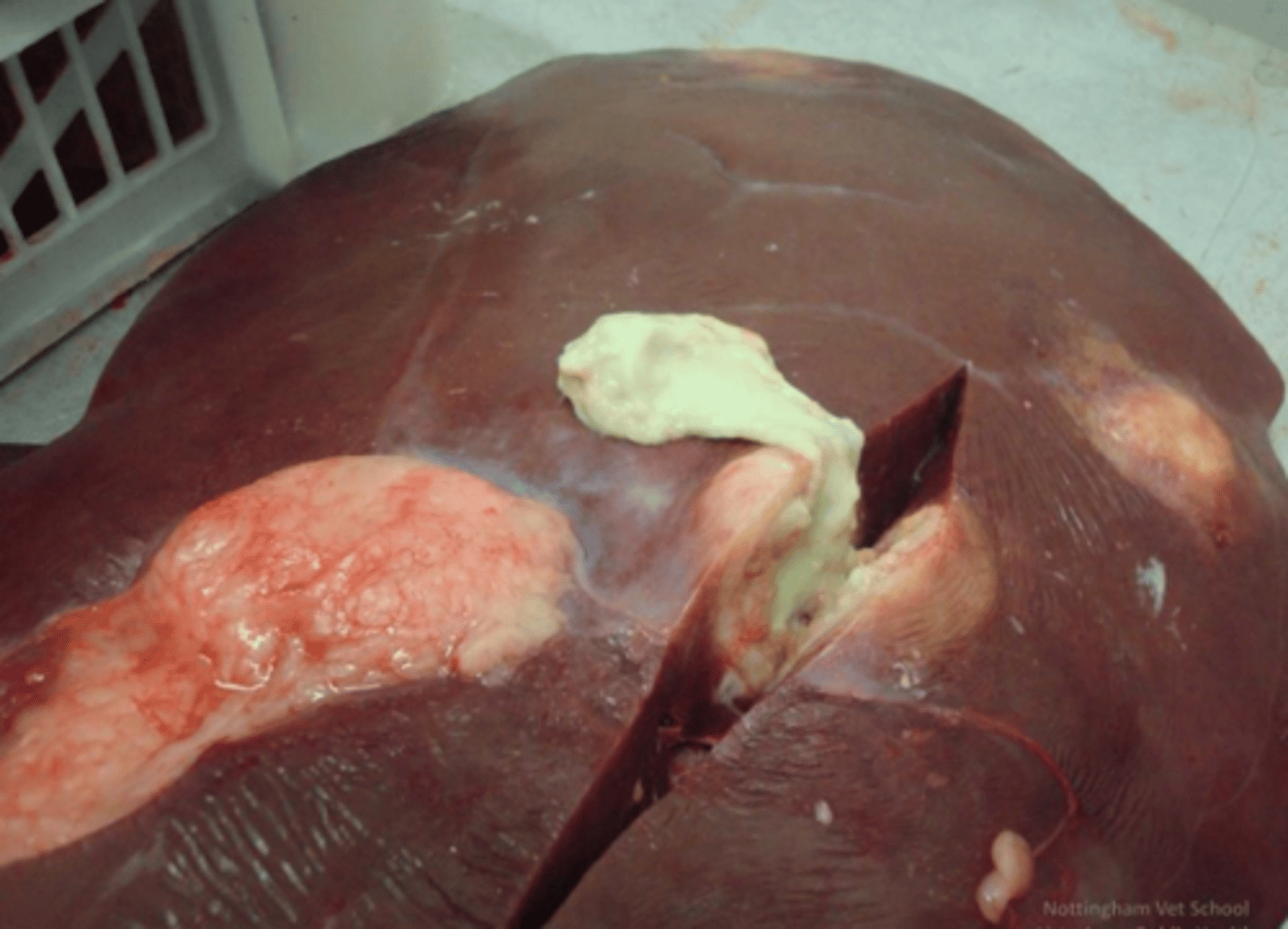 <p>what is being depicted in this image?</p>