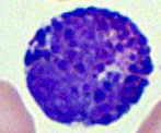 Basophils