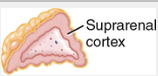 <p>controls secretion of adrenocorticoid hormones</p>