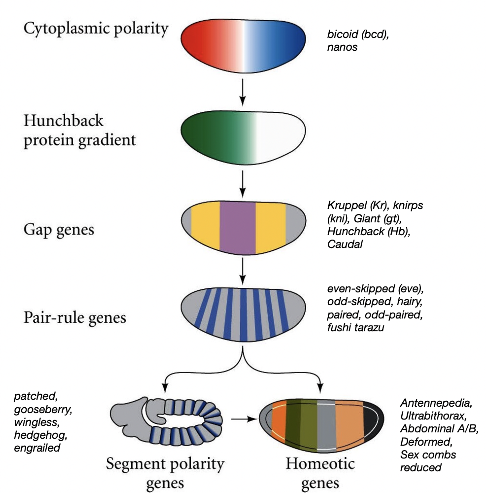 <p>hierarchy of genes that establish body plan</p><ul><li><p>cytoplasmic polarity → hunchback protein gradient → gap genes→ pair-rule gene → segment polarity genes</p></li></ul>